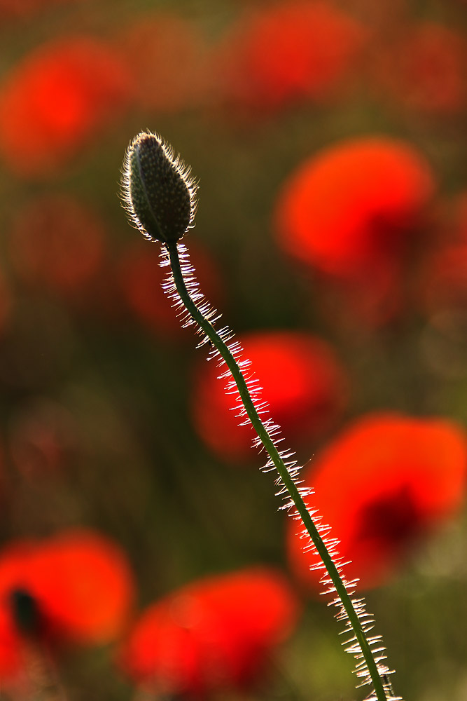 Mohnknospe im abendlichen Gegenlicht