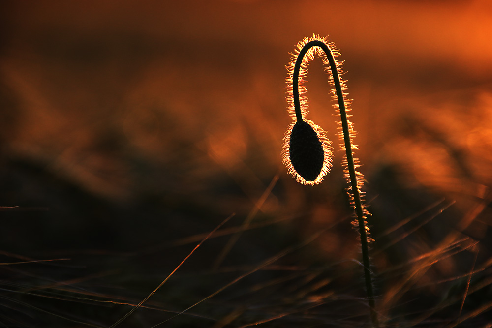 Mohnknospe im abendlichen Gegenlicht