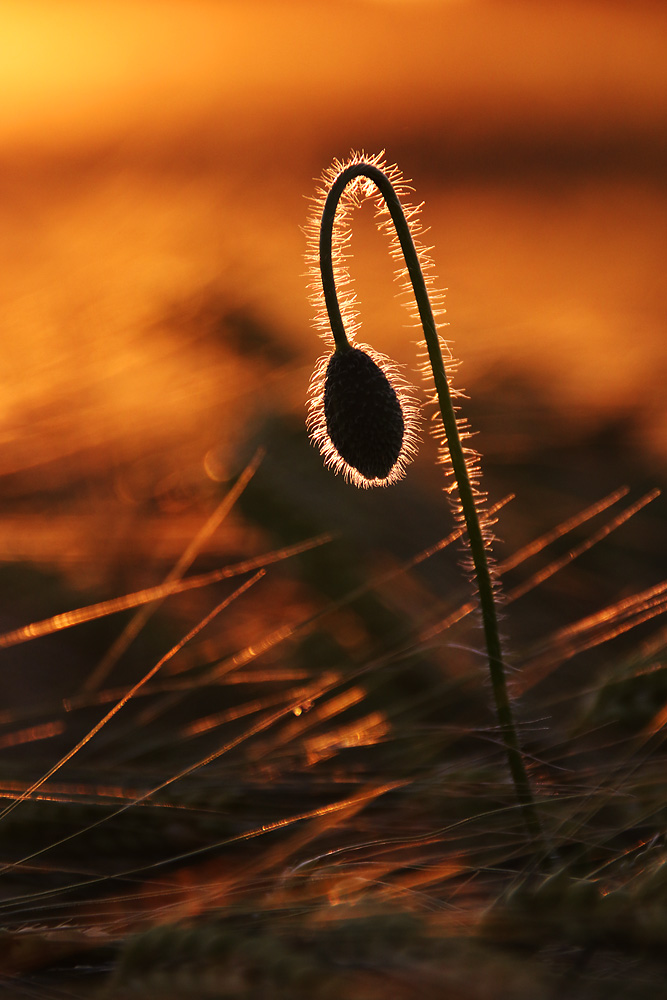 Mohnknospe im abendlichen Gegenlicht