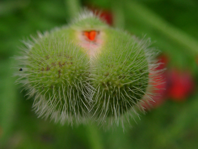 Mohnknospe im Abendrot