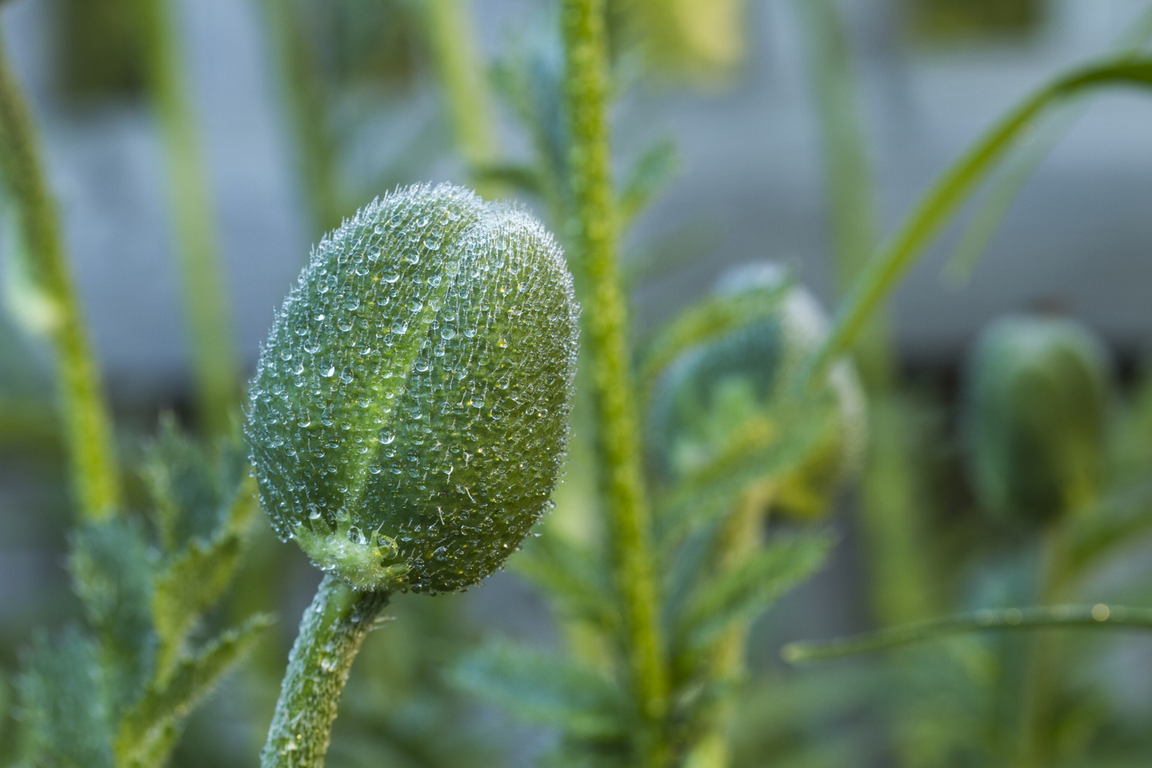 Mohnknospe im Morgentau