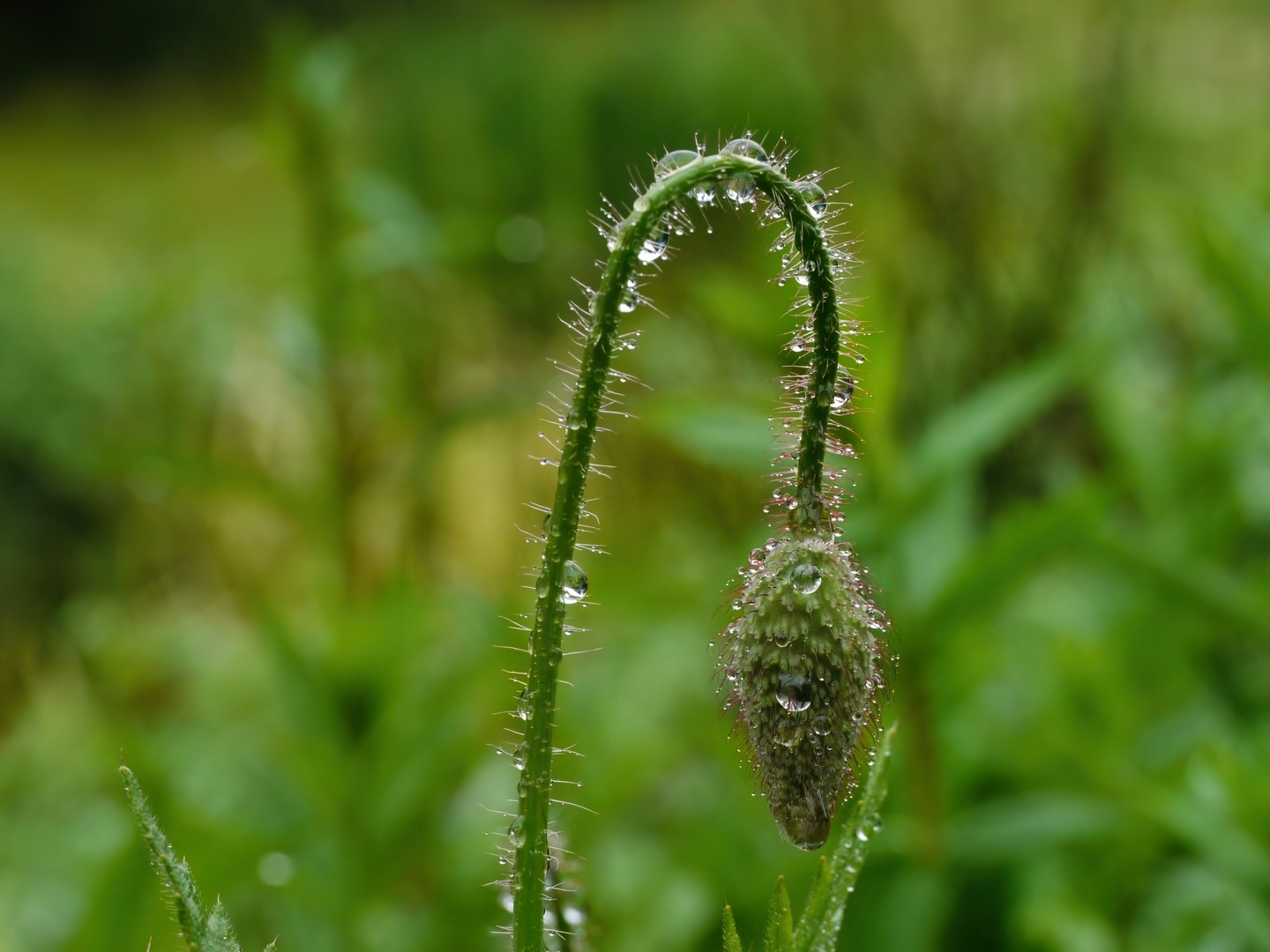 Mohnknospe im Regen