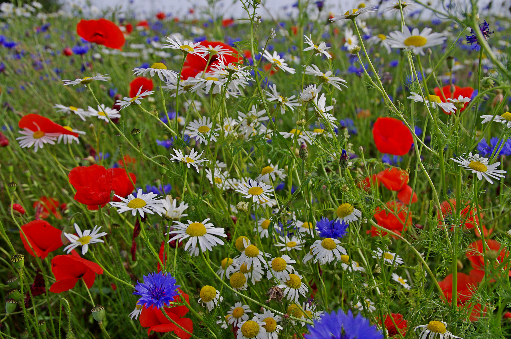 Mohn,Kornblume,Kamille 29.6.16