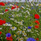 Mohn,Kornblume,Kamille 29.6.16