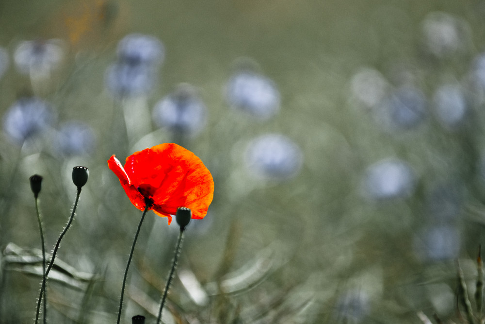 Mohn+Kornblumen