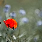 Mohn+Kornblumen