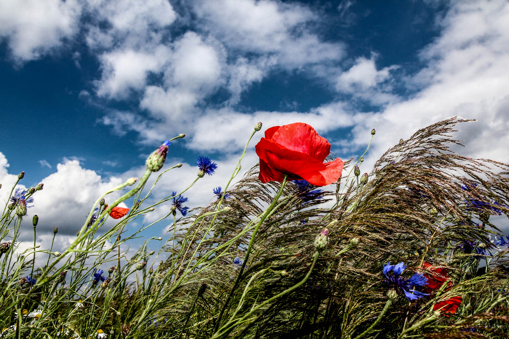 Mohn,Kornblumen etwas Himmel und Sturm......