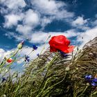 Mohn,Kornblumen etwas Himmel und Sturm......