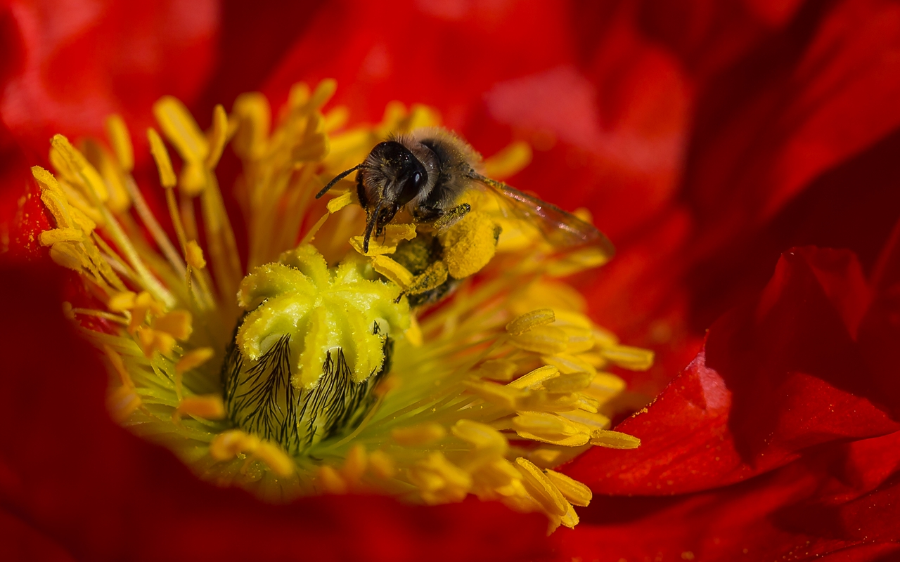 Mohnkuchen oder Bienenstich?