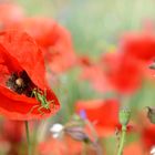 Mohn(Landing)