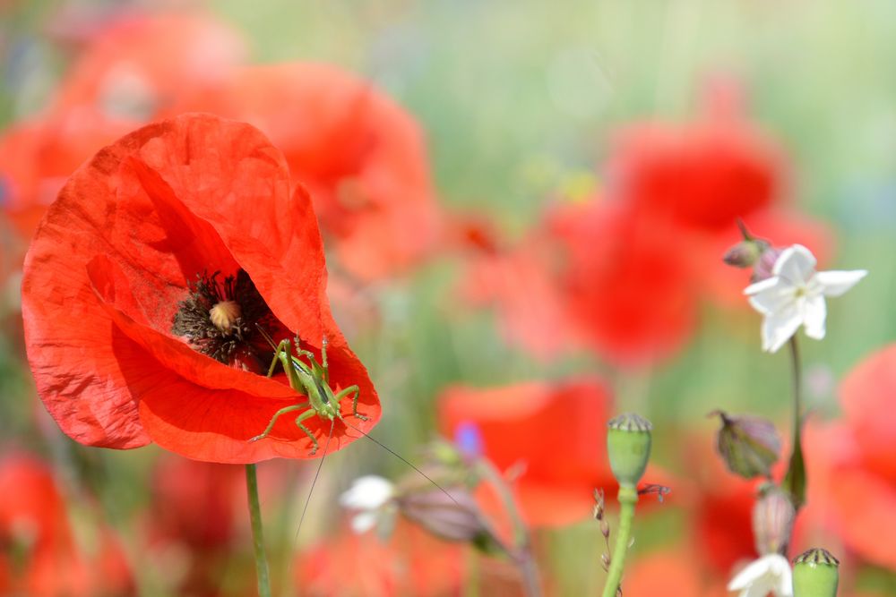 Mohn(Landing)