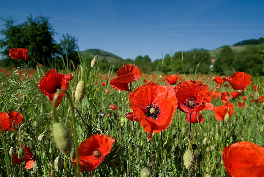 mohnlandschaft