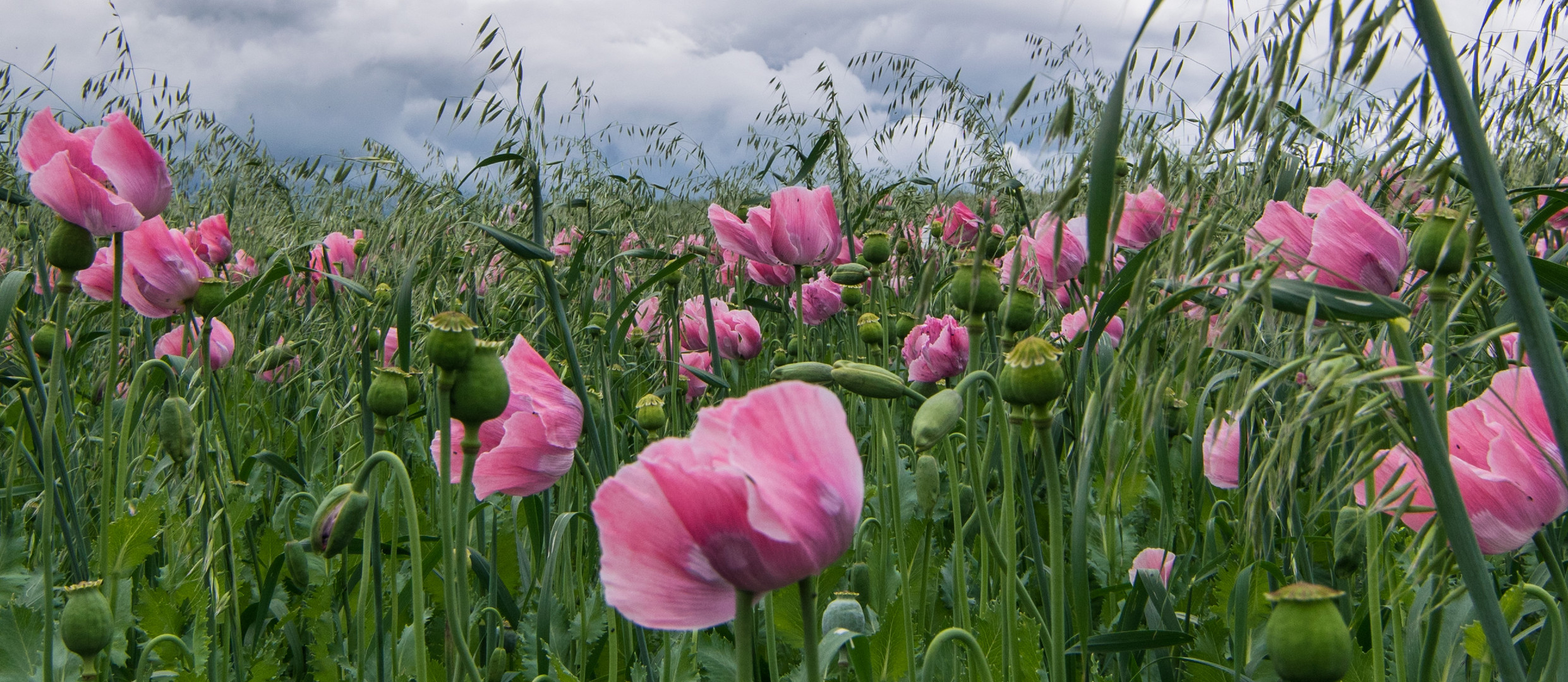 Mohnlandschaft