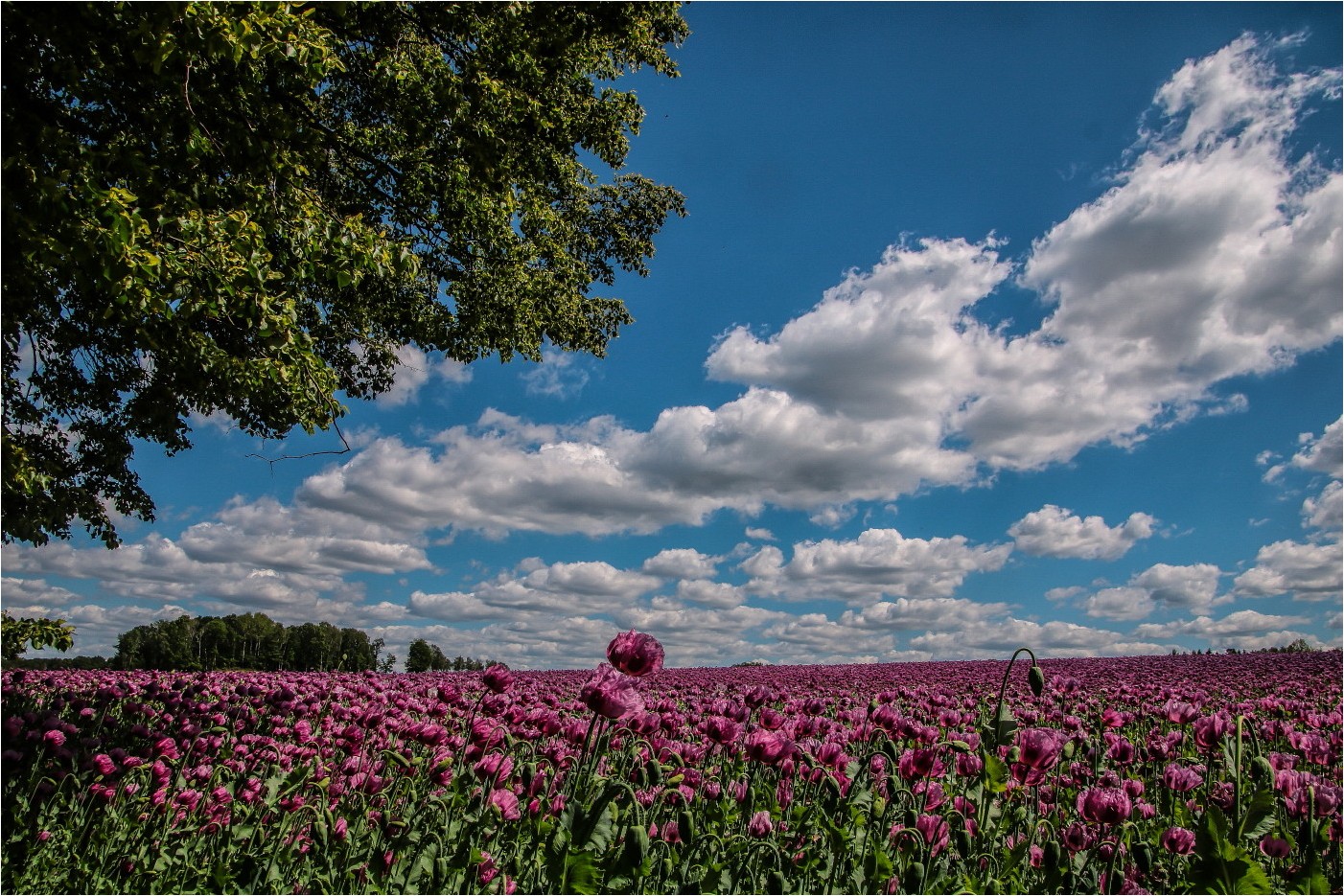 Mohnlandschaft (1)