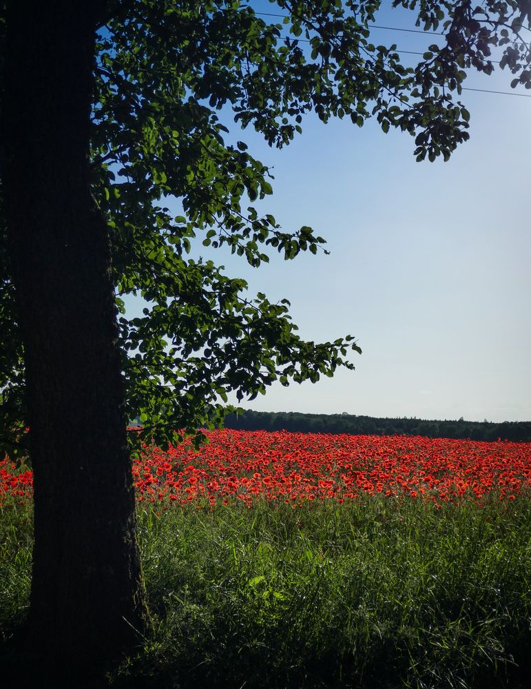 Mohnlandschaft