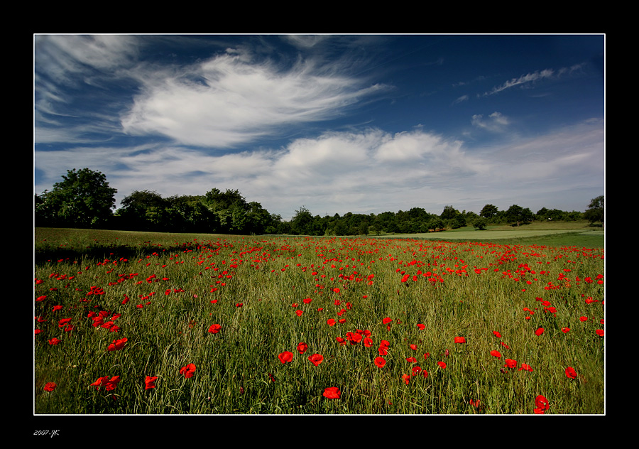 Mohnlandschaft (2)