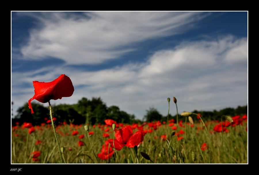 Mohnlandschaft