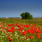 Mohnlandschaft