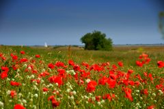 Mohnlandschaft