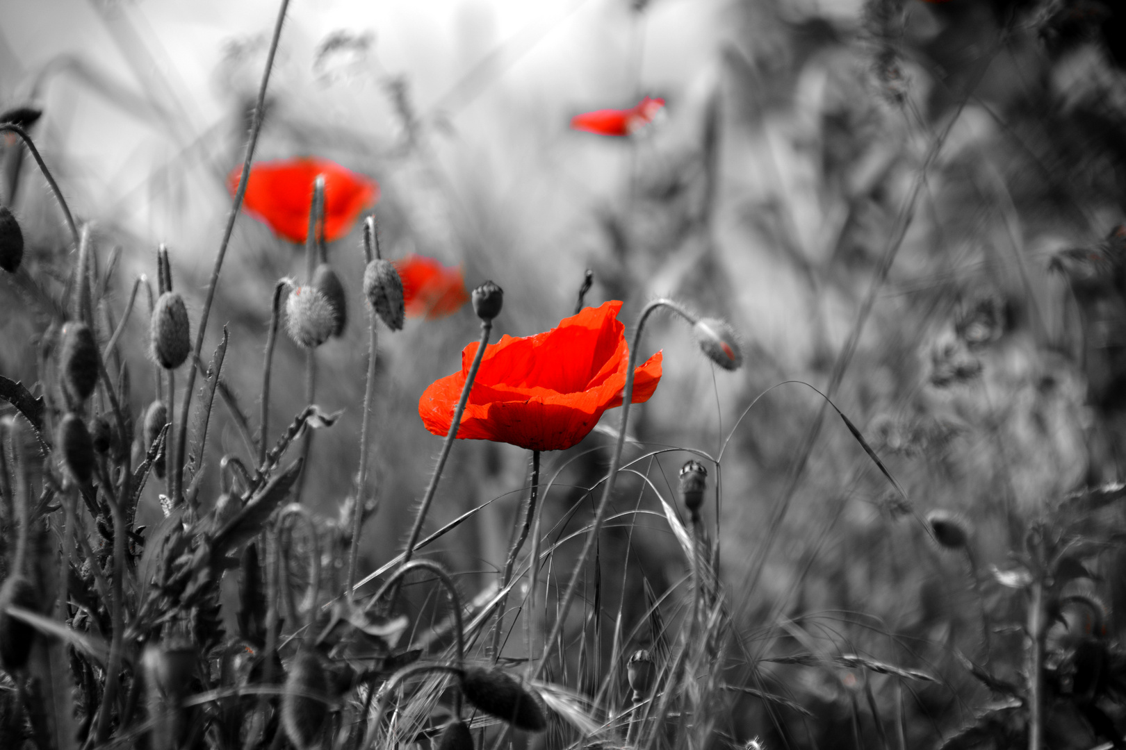 Mohn...Landschaft