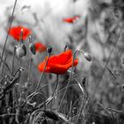 Mohn...Landschaft