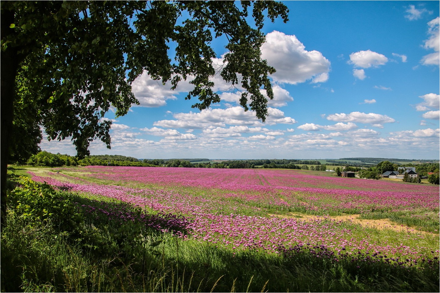 Mohnlandschaft