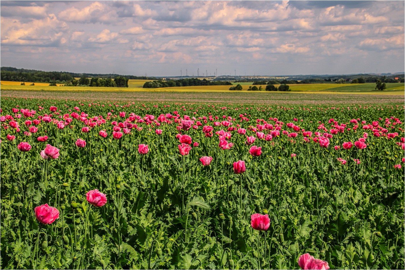 Mohnlandschaft