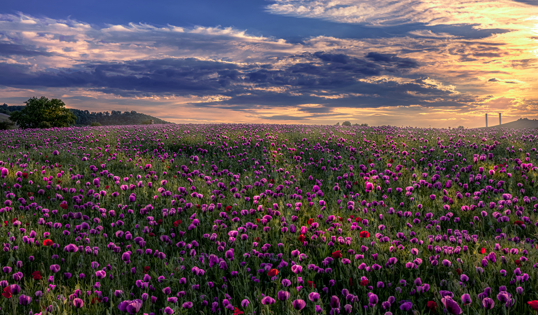 Mohnlandschaft