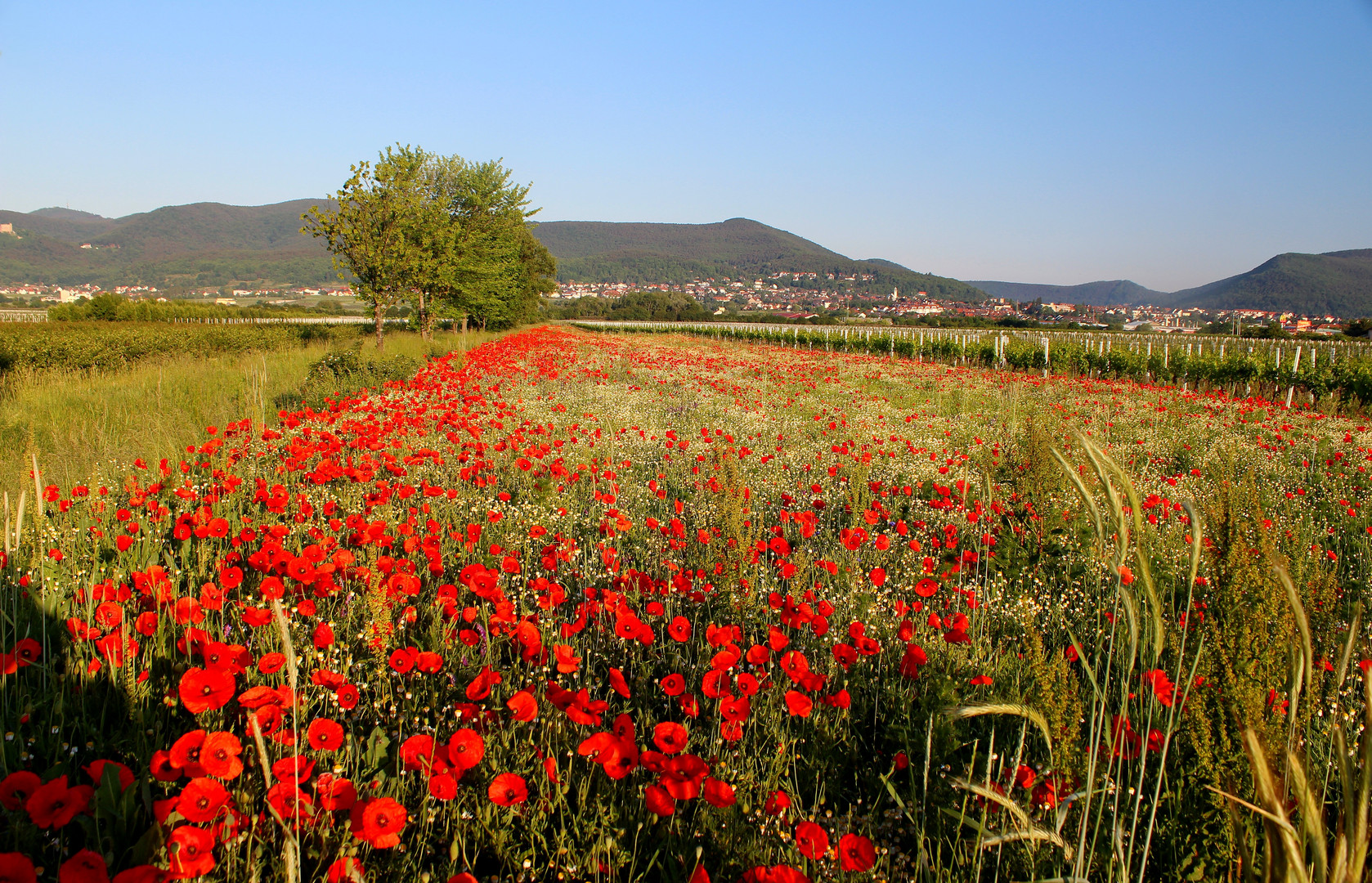 Mohnlandschaft