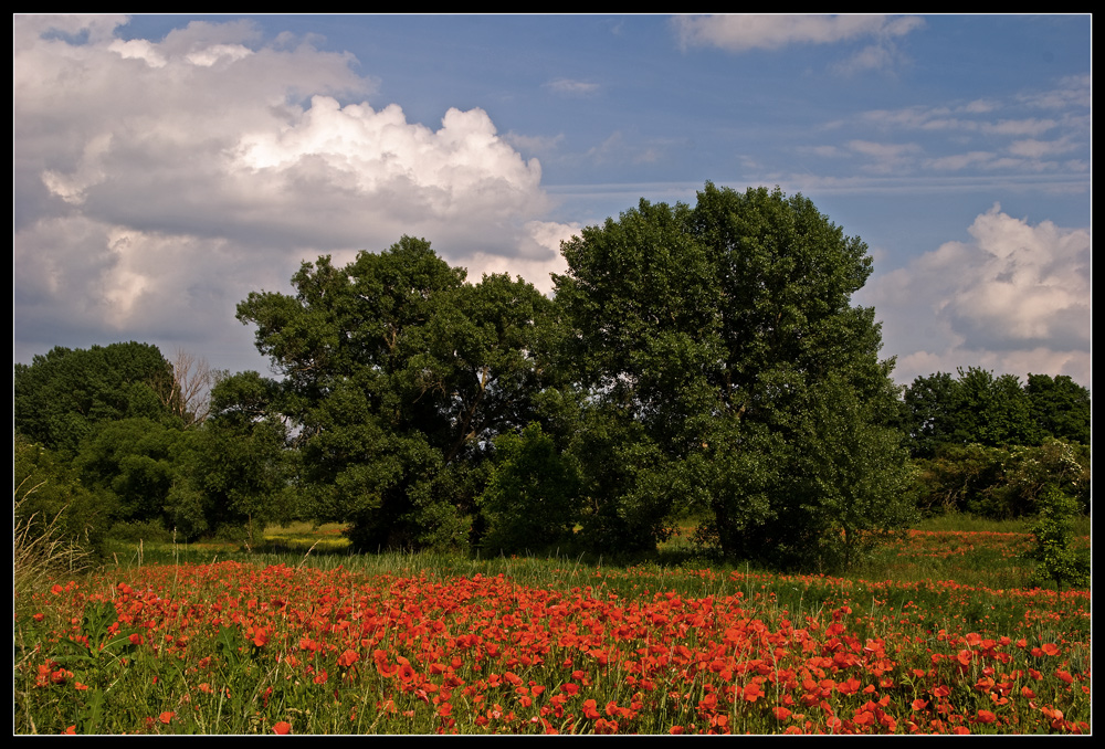 Mohnlandschaft