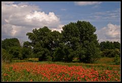 Mohnlandschaft