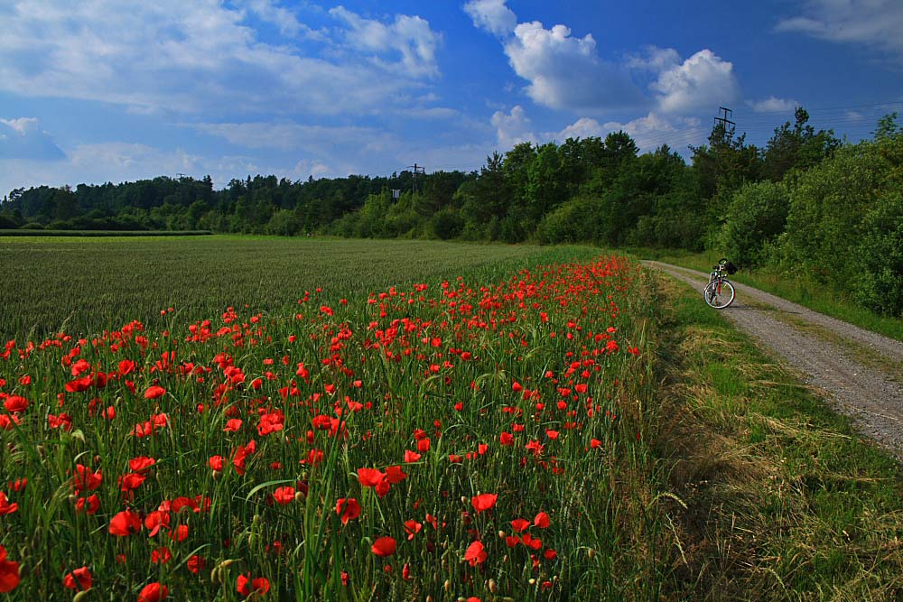 Mohnlandschaft