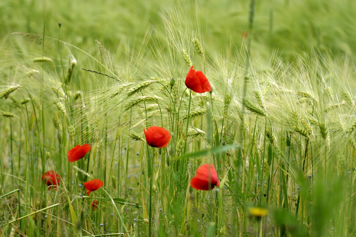 Mohnlandschaft