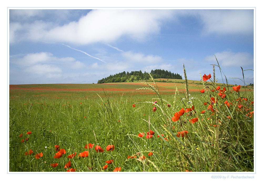 Mohnlandschaft