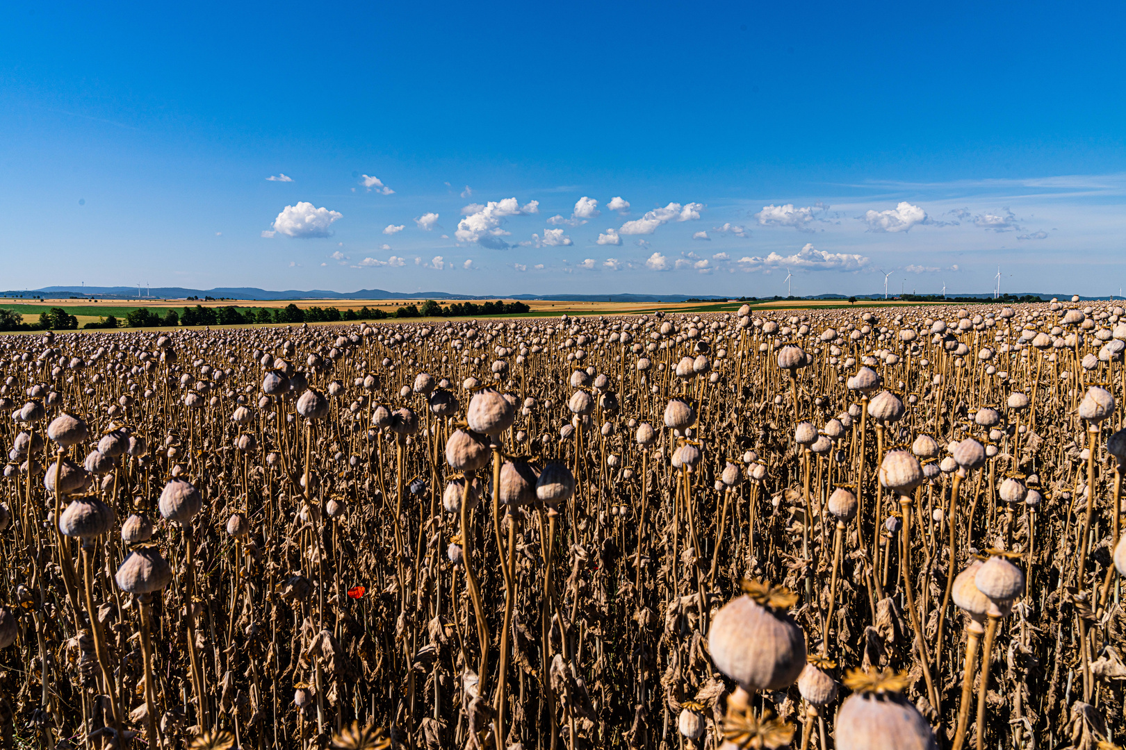 Mohnlandschaft