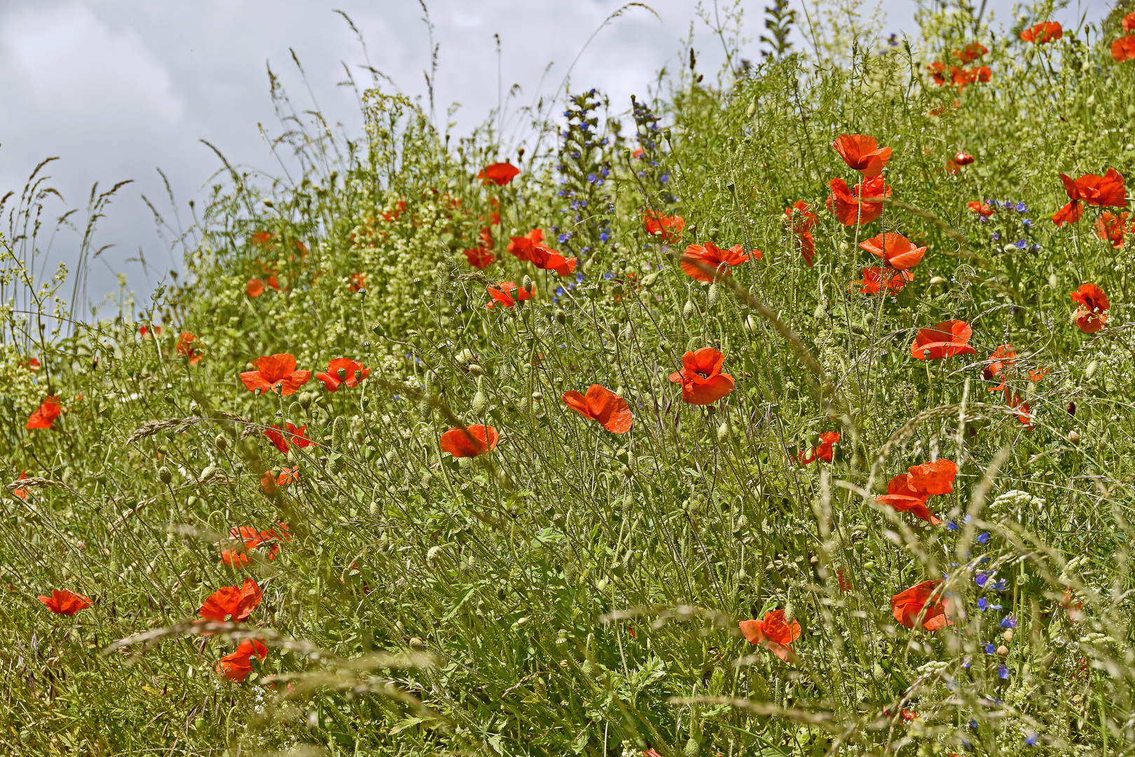 Mohnlandschaft