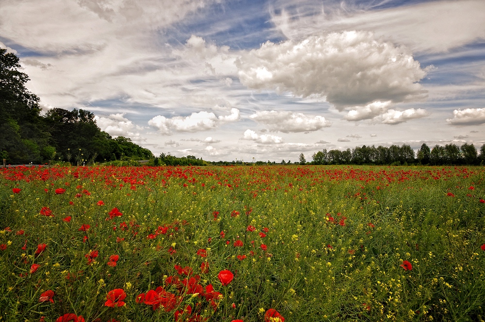 Mohnlandschaft...... (Der Klatschmohn (Papaver rhoeas)