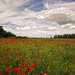 Mohnlandschaft...... (Der Klatschmohn (Papaver rhoeas)