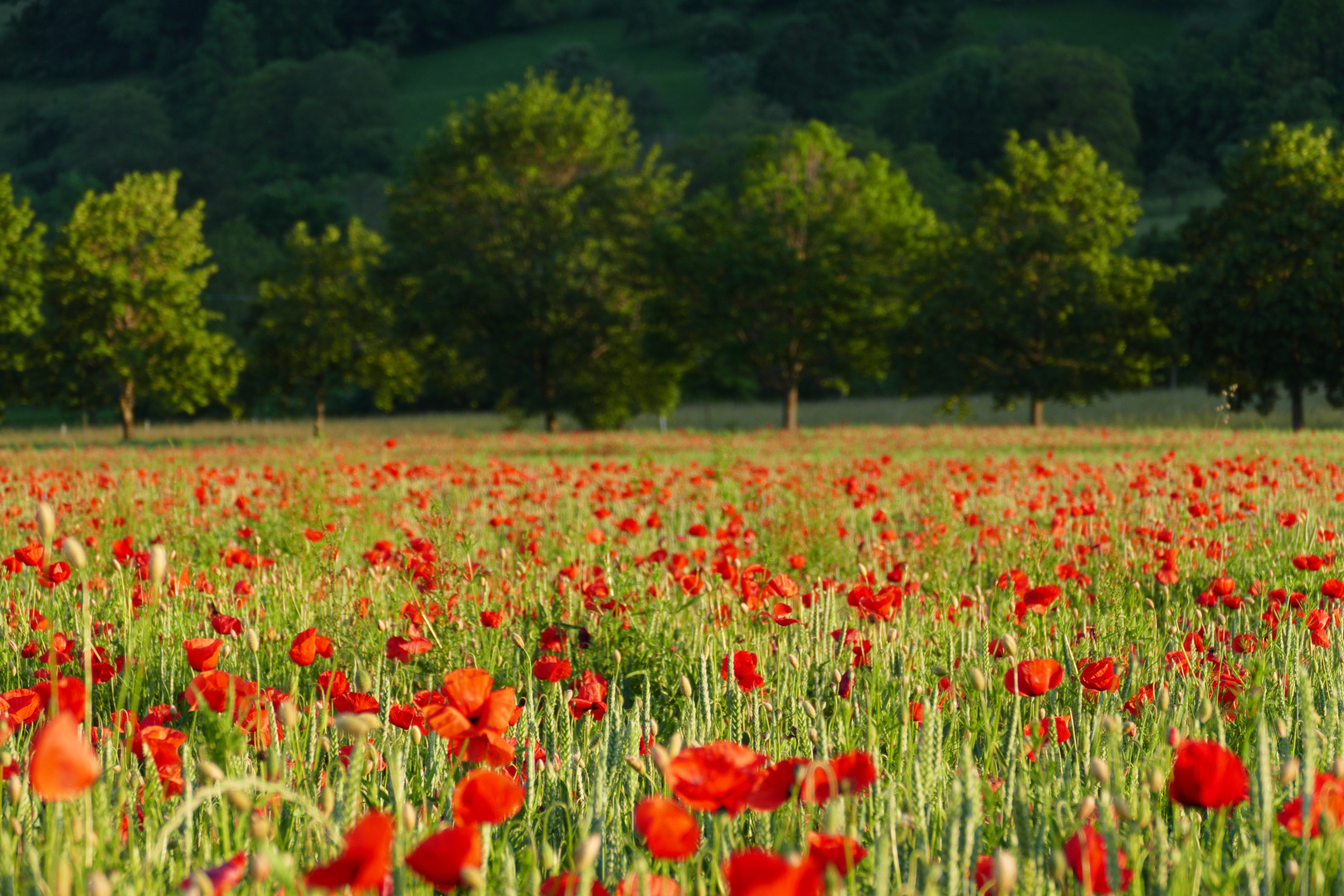 Mohnlandschaft