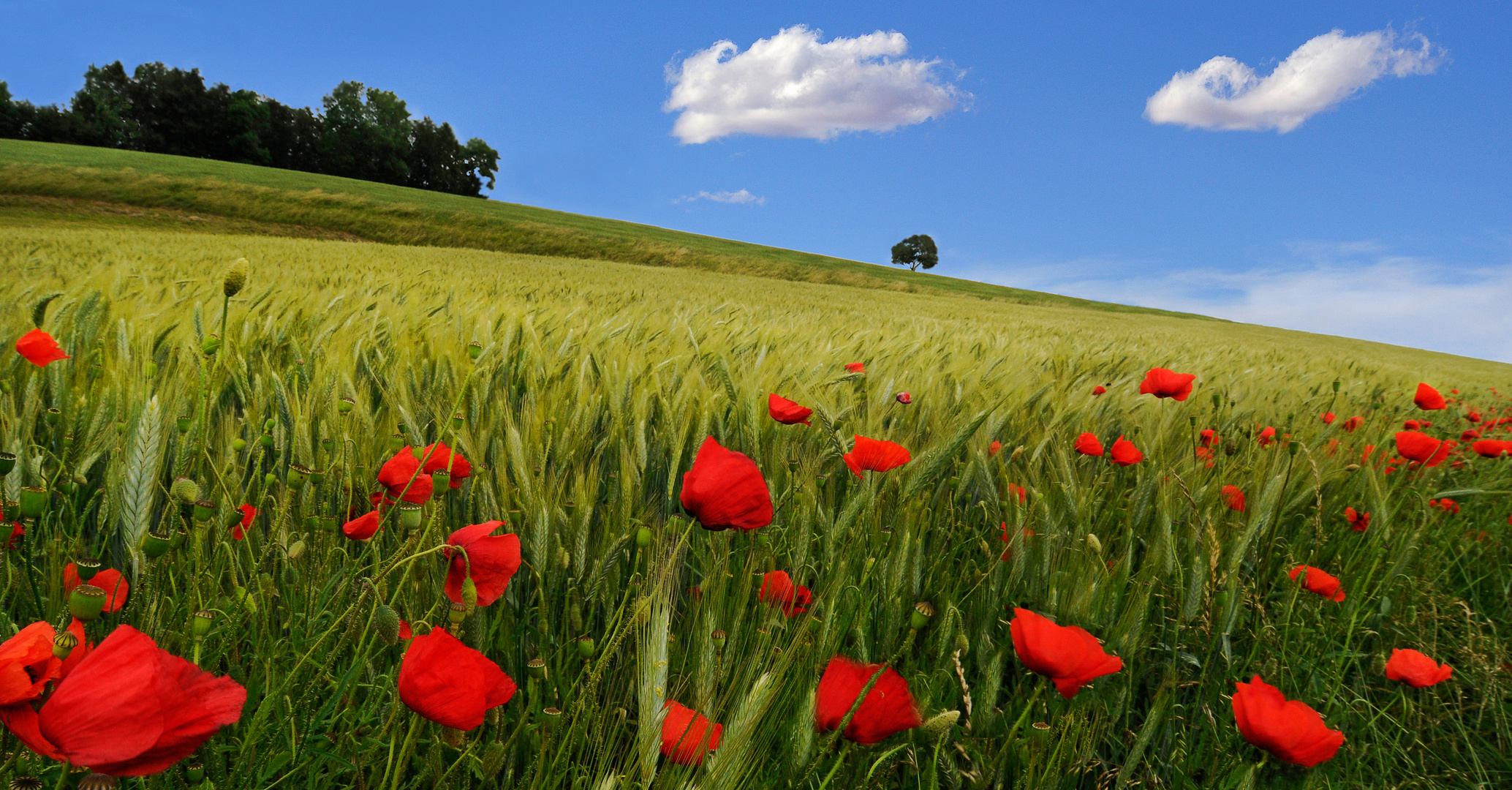 Mohnlandschaft