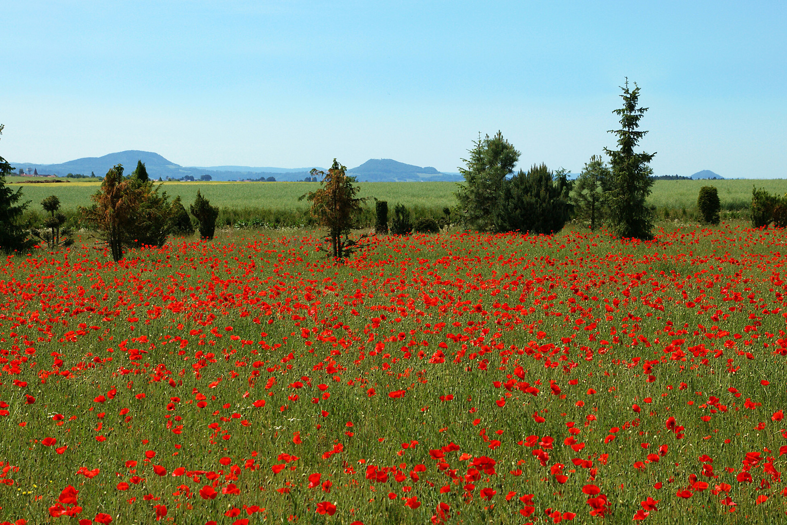 Mohnlandschaft und drei Kaiserberge