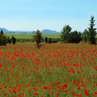 Mohnlandschaft und drei Kaiserberge