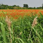 Mohnlandschaften......