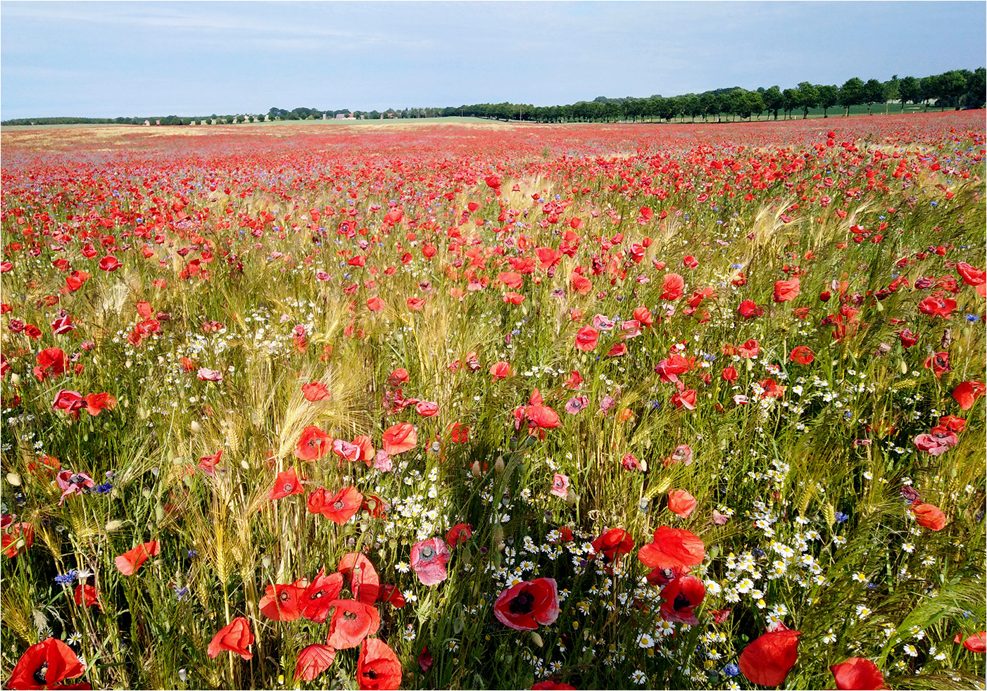 Mohnleuchten