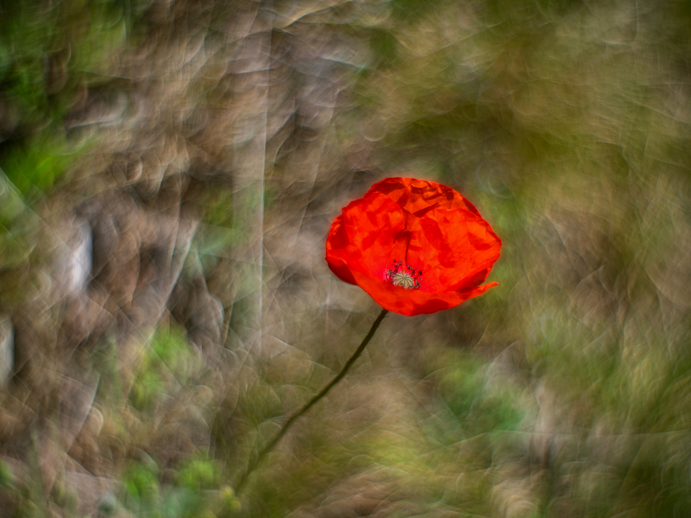 Mohn.Leuchten