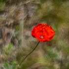 Mohn.Leuchten