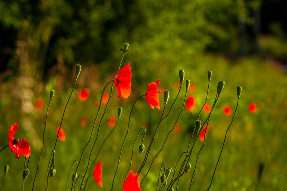 Mohnleuchten - Eine Homage an Emil Nolde III