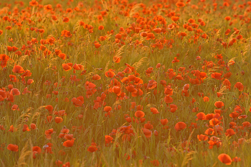 Mohnleuchten – warm