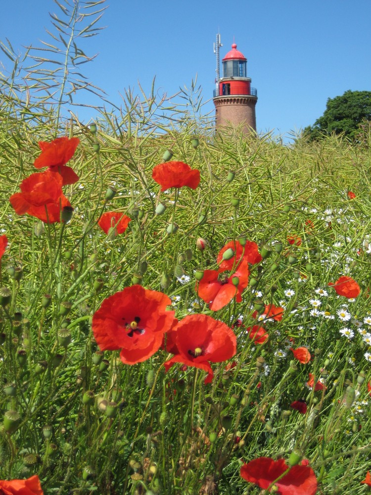 Mohnleuchtturm