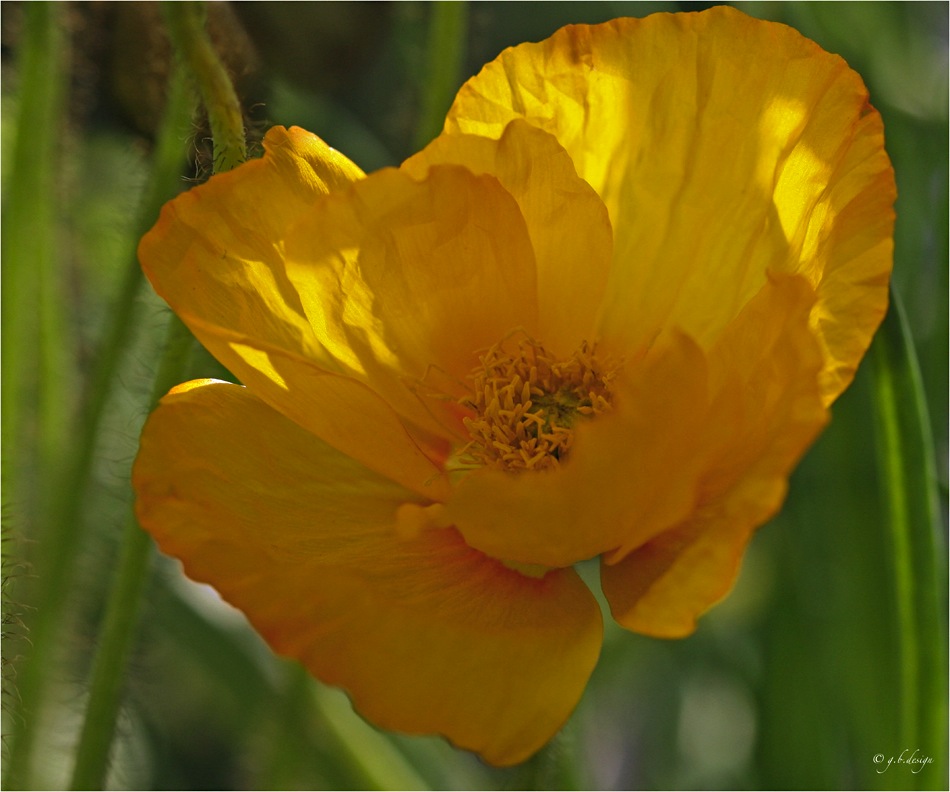 Mohnliebe: Islandmohn gelb